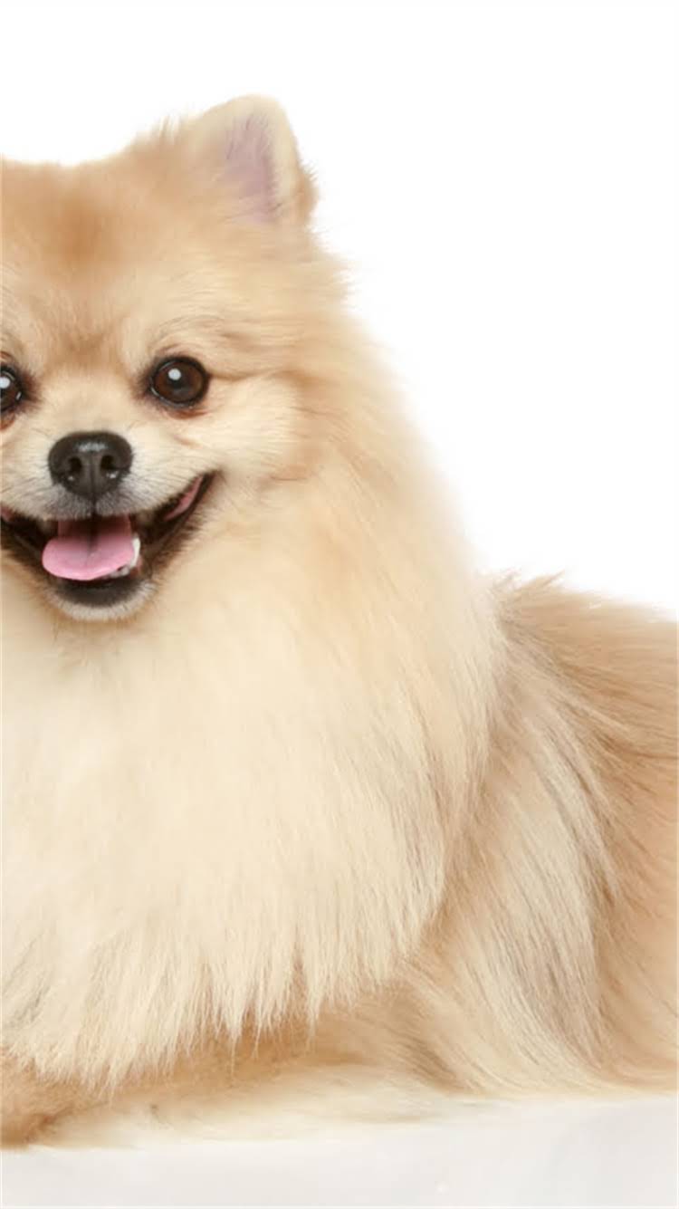 图片 🔥新手必看！龙猫vs短毛猫饲养全攻略：哪种猫更省心？🐾2.jpg