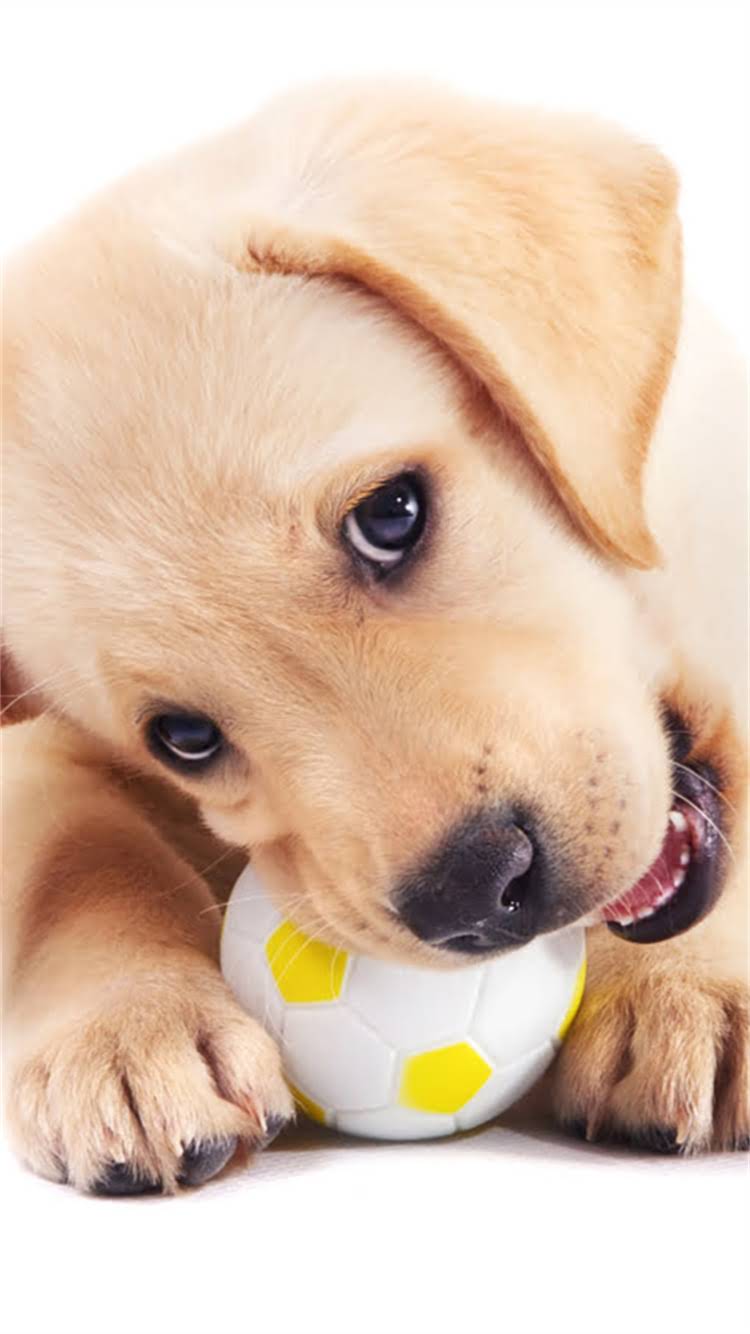 图片 🔥日本纯种柴犬颜色全！这3种毛色最稀有，养前必看！2.jpg