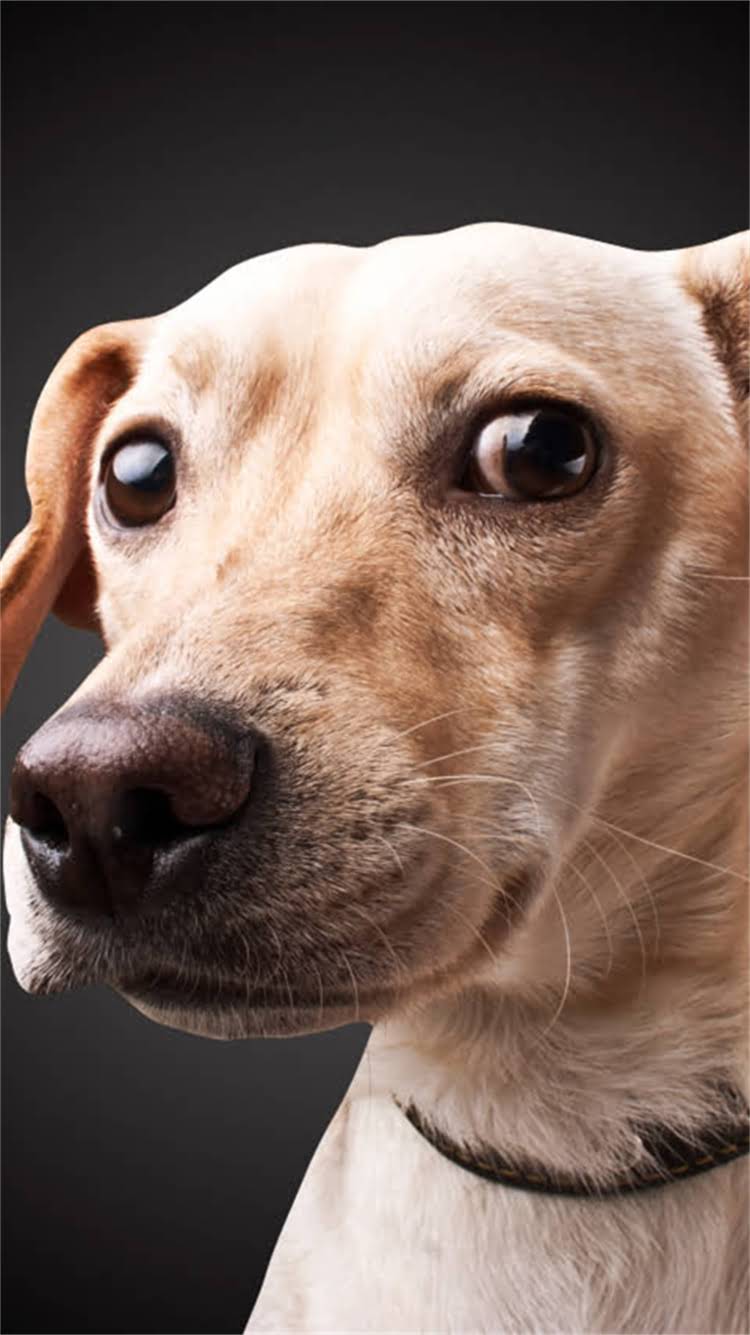 图片 🔥最新博美犬血统指南｜英系VS美系全对比（附养宠避坑攻略）.jpg