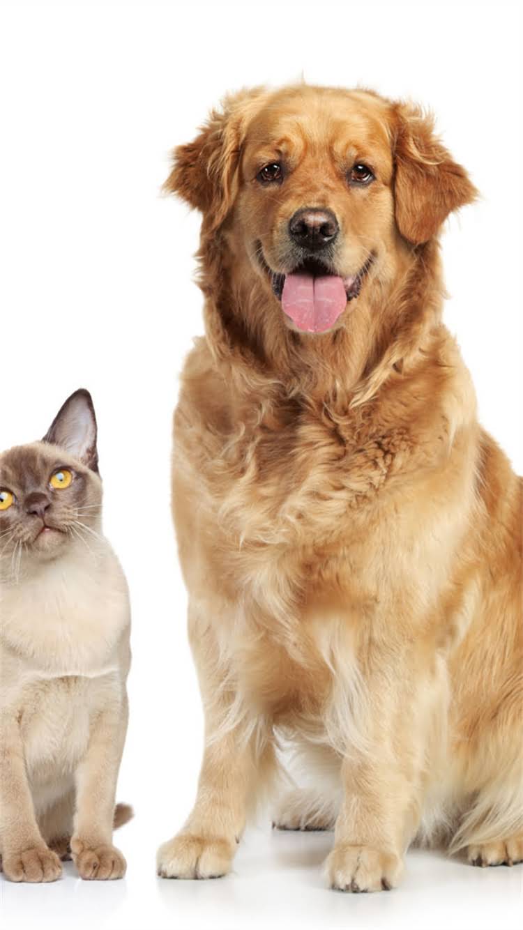 图片 🔥最新博美犬血统指南｜英系VS美系全对比（附养宠避坑攻略）2.jpg