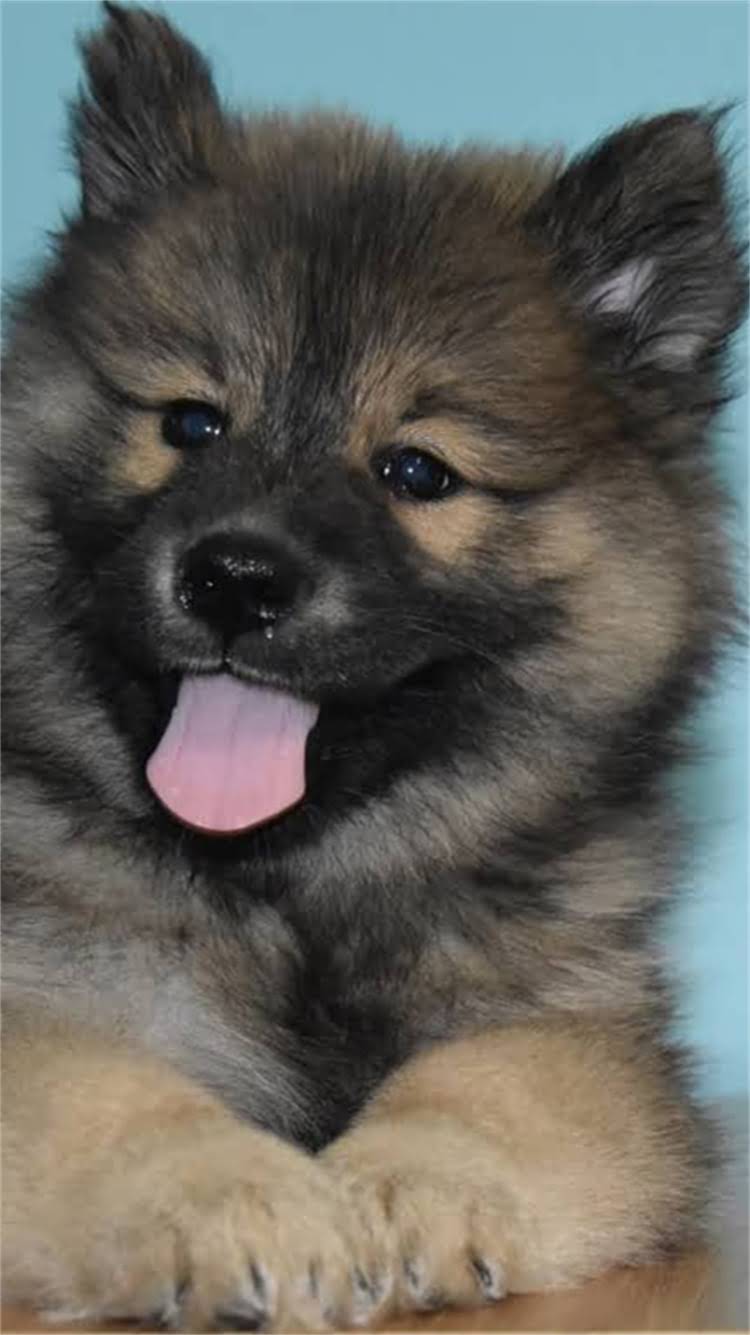 图片 🔥最新微小白色贵宾犬价格表+饲养全攻略（附血统证书购买指南）1.jpg