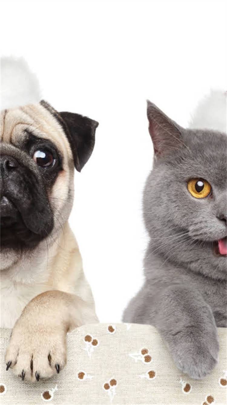 图片 🔥最赚钱的狗粮代理项目！荒野盛宴全链路扶持0经验创业指南💥.jpg