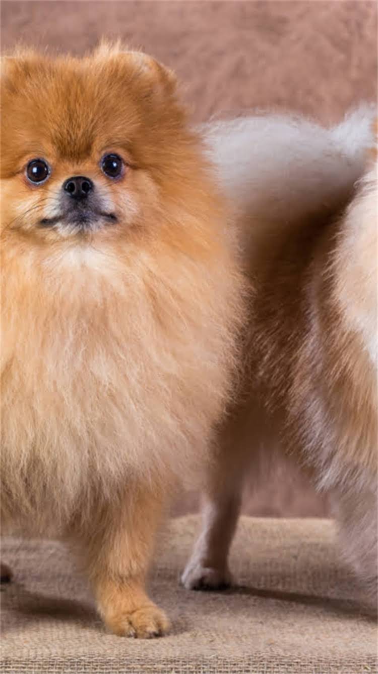 图片 🔥柯基犬和牧牛犬的区别大吗？适合家养吗？柯基犬真的能当牧牛犬吗？🐾.jpg