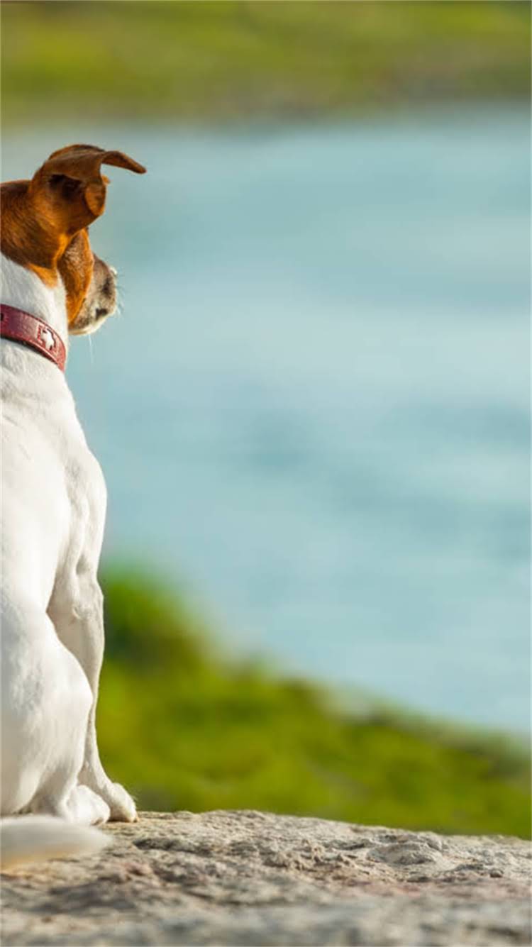 图片 🔥柯基犬和牧牛犬的区别大吗？适合家养吗？柯基犬真的能当牧牛犬吗？🐾1.jpg