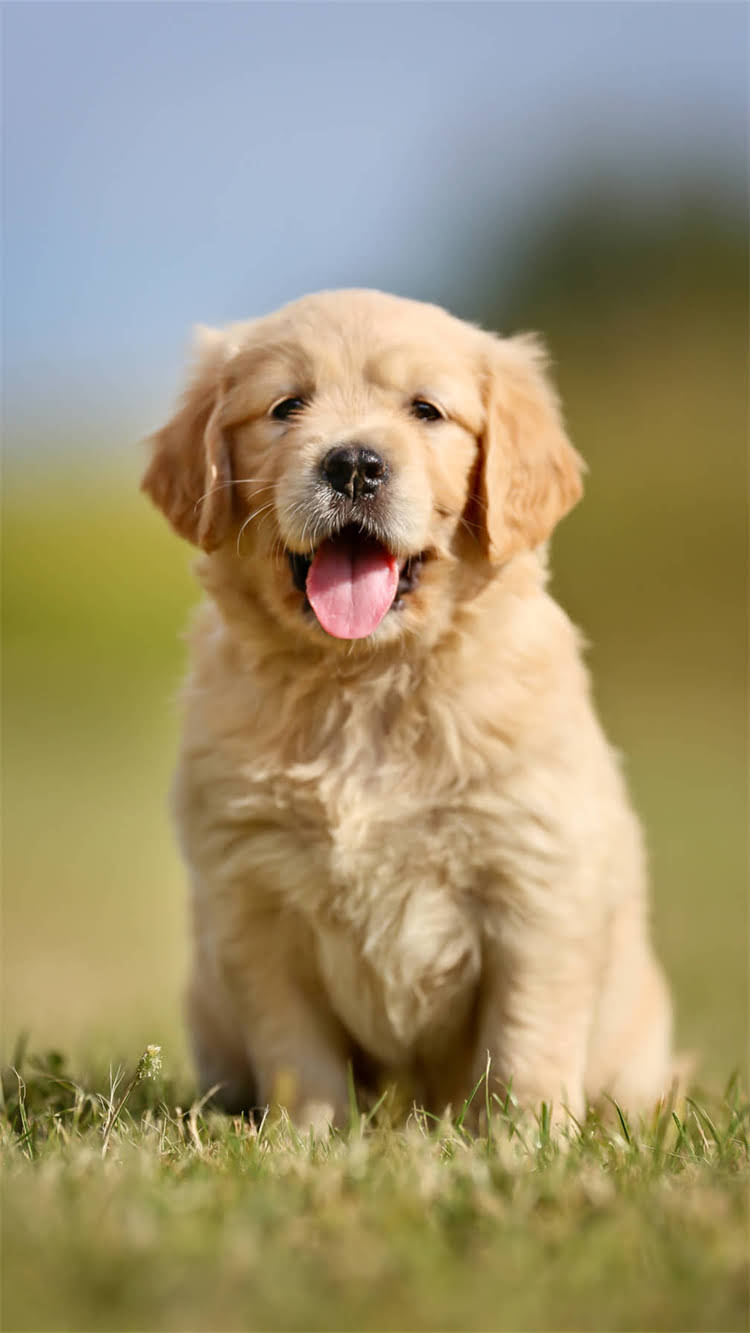 图片 🔥柯基犬洗眼全攻略｜宠物医生手把手教你正确护理泪腺发达的短鼻犬🔥.jpg