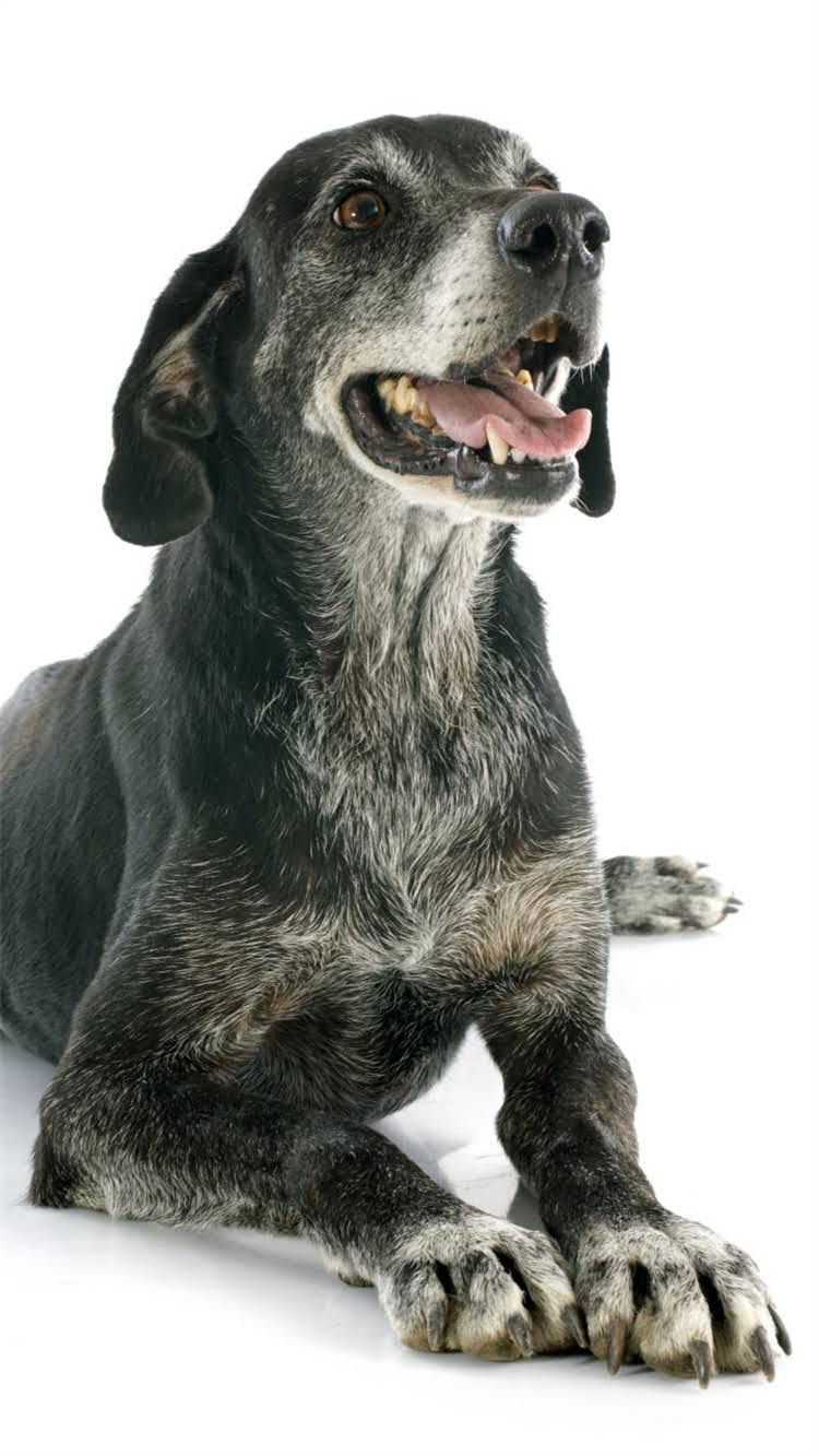 图片 🔥柯基犬洗眼全攻略｜宠物医生手把手教你正确护理泪腺发达的短鼻犬🔥1.jpg