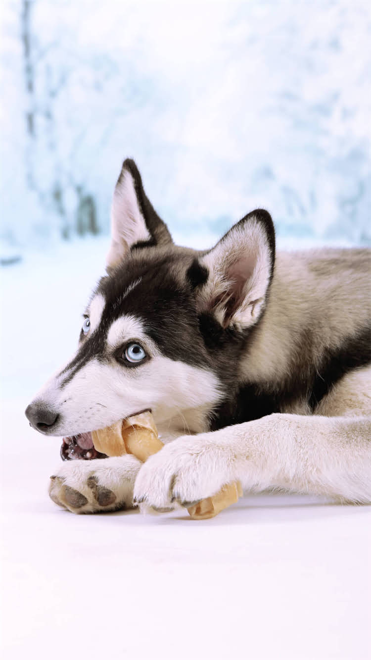 图片 🔥柯基训练收费全攻略｜最新价格清单+避坑指南.jpg