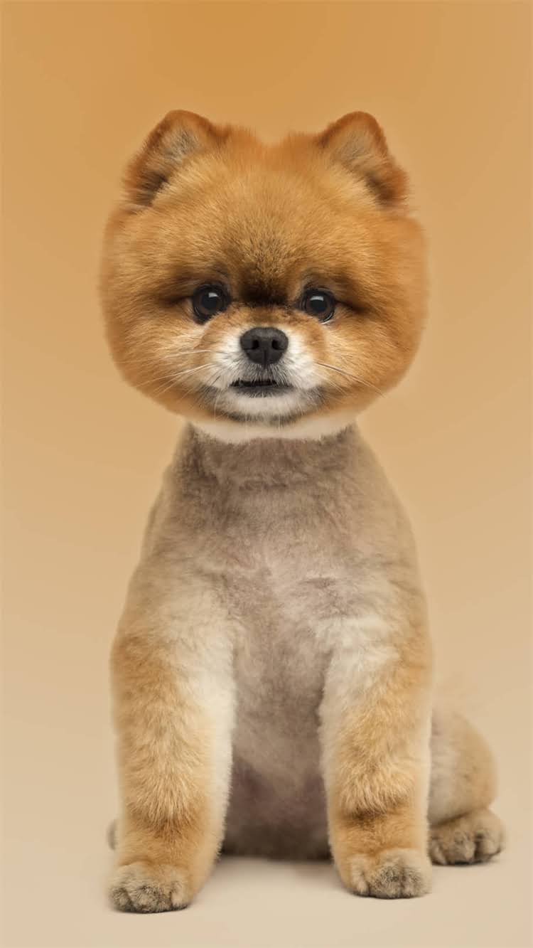 图片 🔥柯基训练收费全攻略｜最新价格清单+避坑指南2.jpg