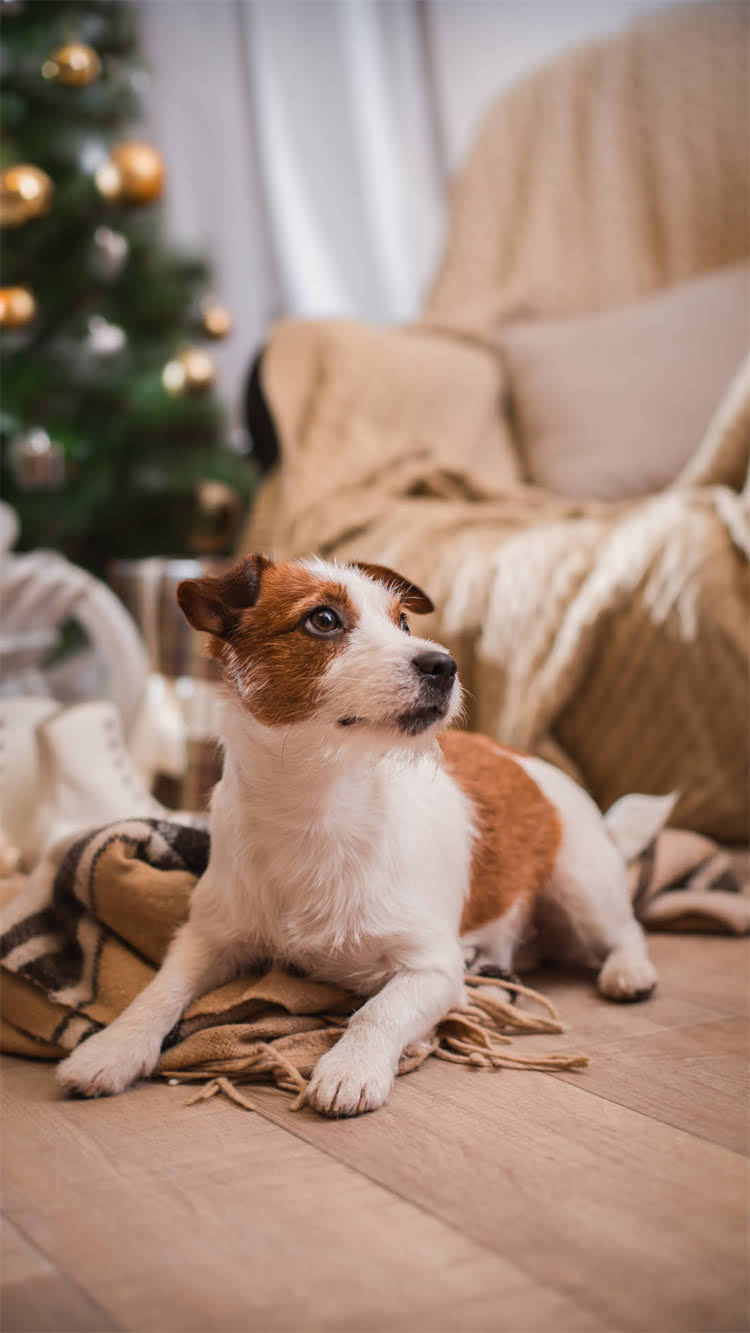图片 🔥武汉猫粮批发市场推荐｜源头厂家+低价货源+月销10w+店铺都在用的选品攻略🔥.jpg