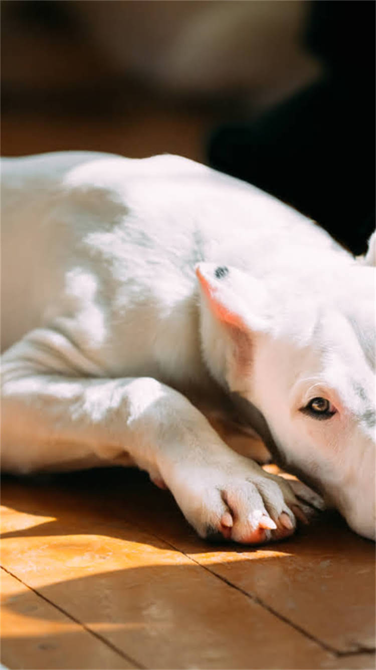 图片 🔥比熊犬剃胎毛全攻略｜新手必看！3步搞定毛孩蜕变期.jpg