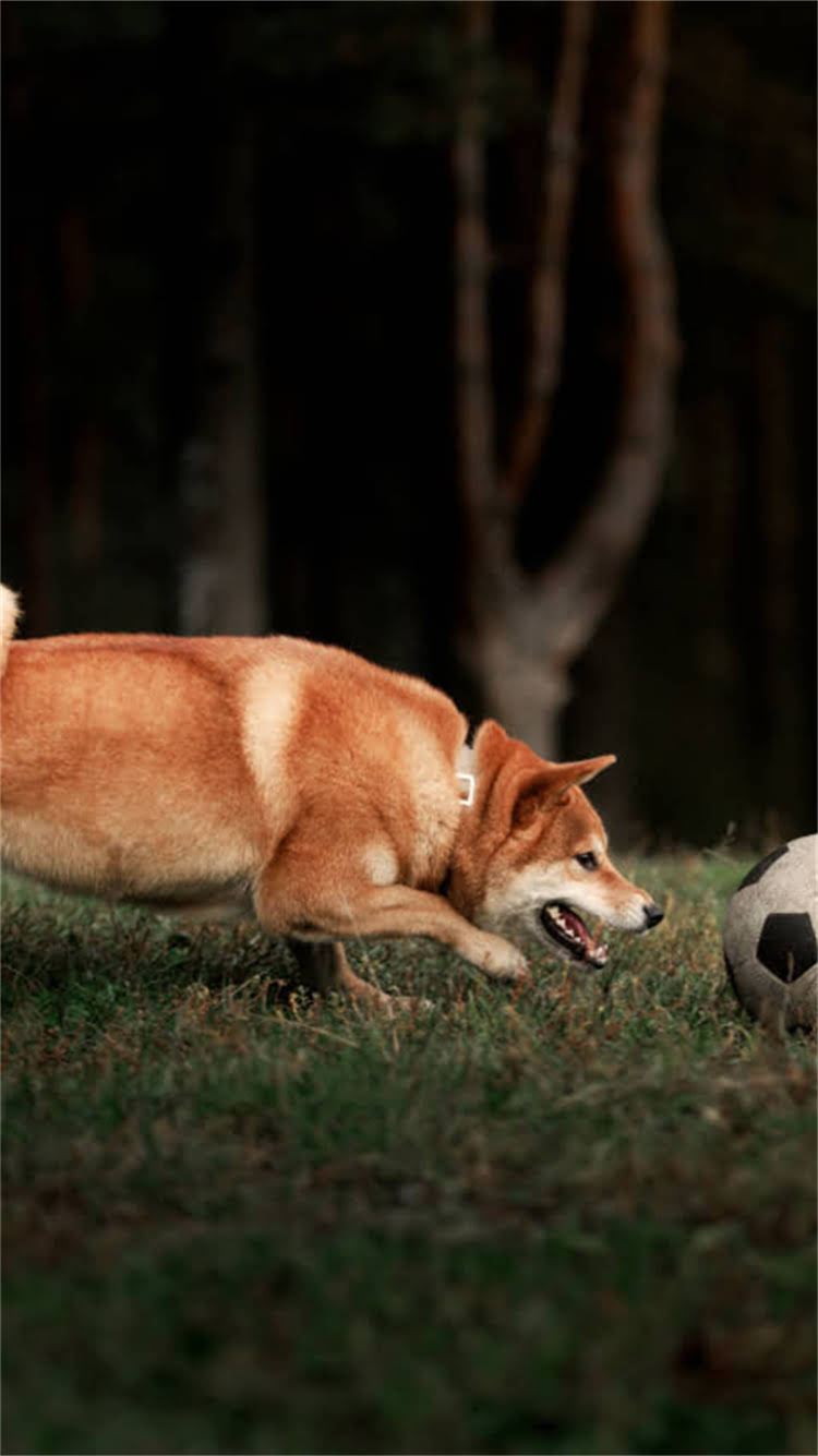 图片 🔥比熊犬剃胎毛全攻略｜新手必看！3步搞定毛孩蜕变期1.jpg