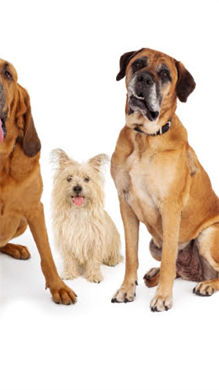 图片 🔥比熊犬吃巧克力会中毒吗？🐾巧克力安全量+急救措施全攻略！💔.jpg