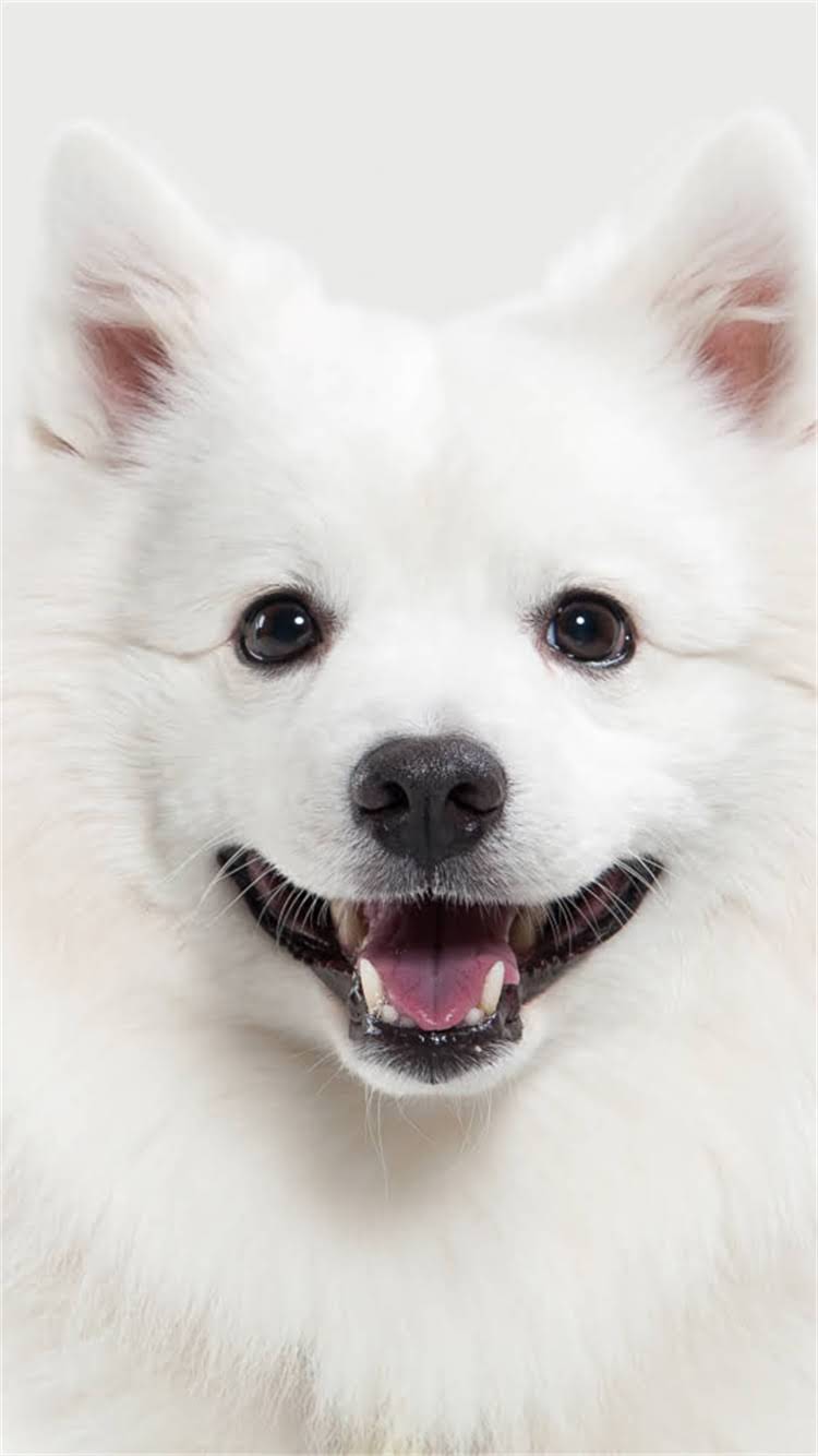 图片 🔥比熊犬吃巧克力会中毒吗？🐾巧克力安全量+急救措施全攻略！💔1.jpg