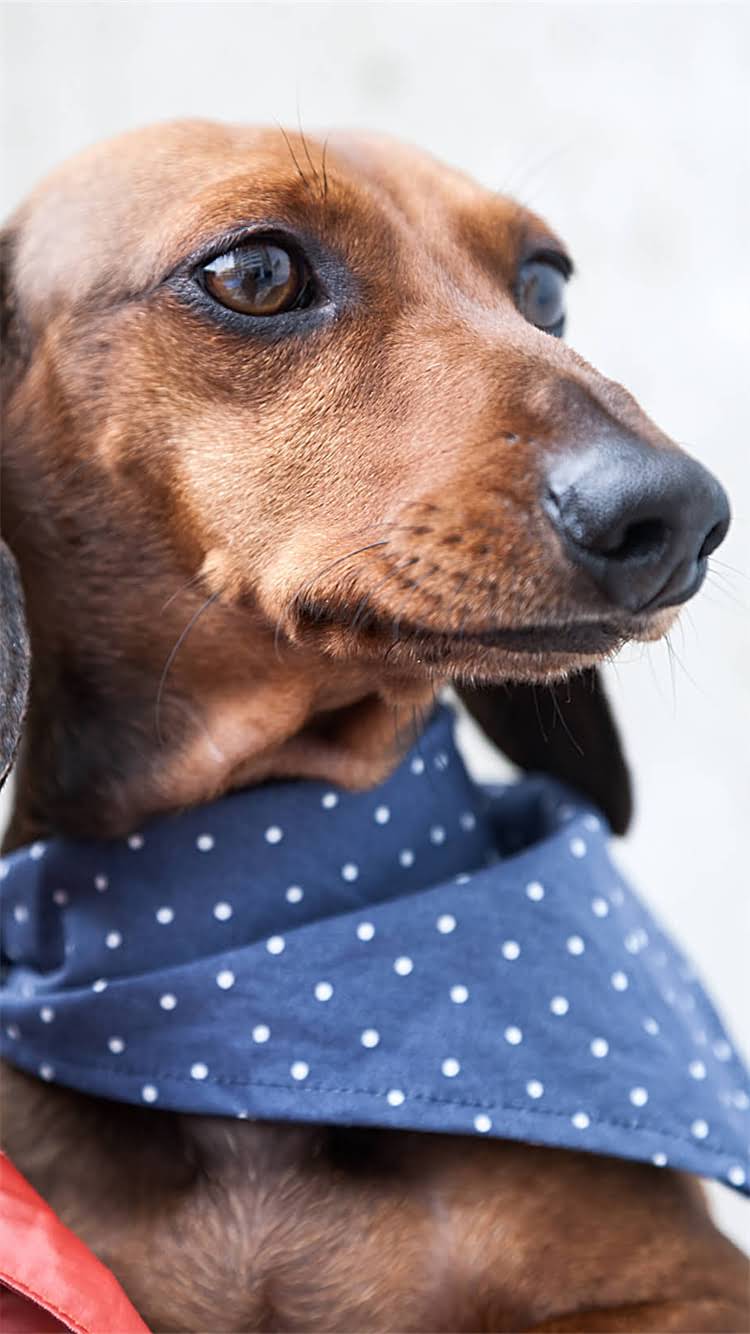 图片 🔥比熊犬吃巧克力会中毒吗？🐾巧克力安全量+急救措施全攻略！💔2.jpg