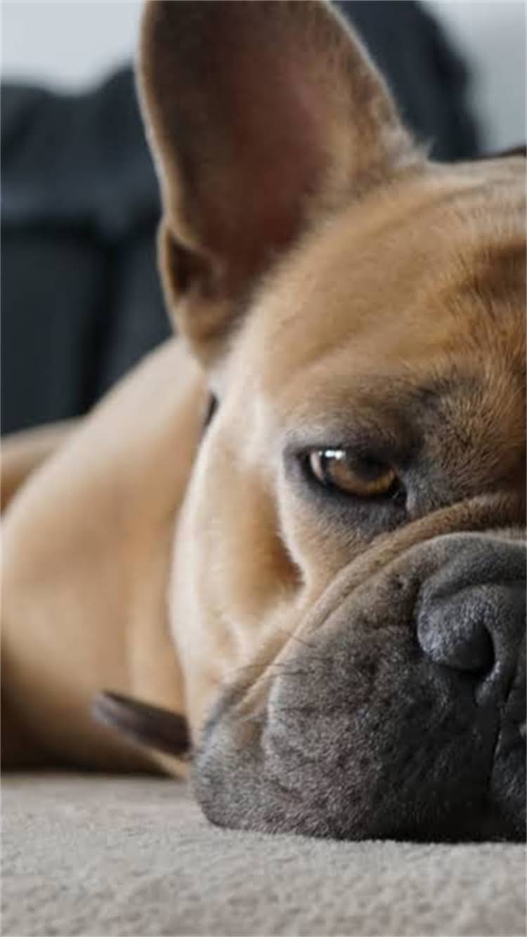 图片 🔥比熊犬眼突出竟是肿瘤信号？资深宠物医生紧急指南+全网最全应对方案.jpg