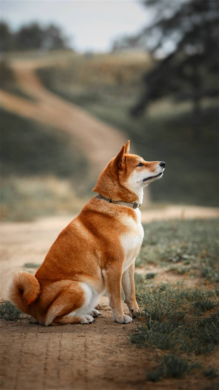 图片 🔥比熊犬眼突出竟是肿瘤信号？资深宠物医生紧急指南+全网最全应对方案2.jpg