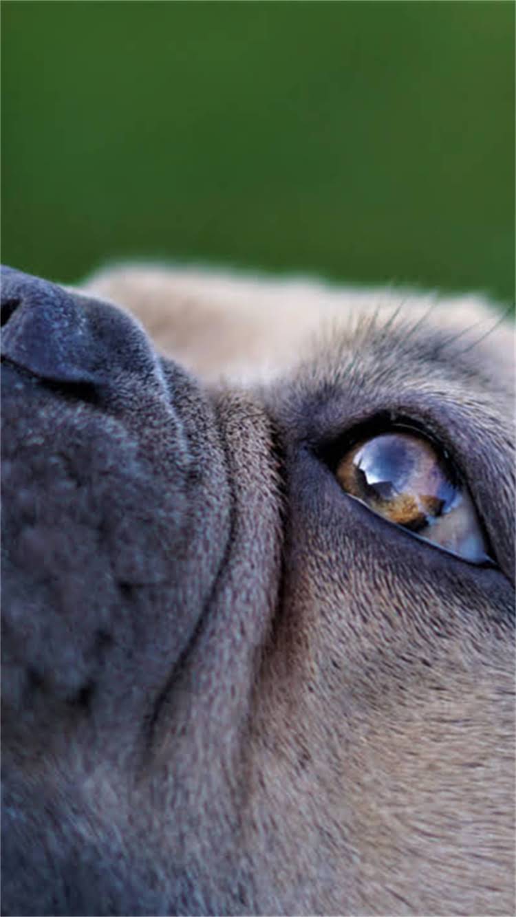 图片 🔥比瑞吉狗粮便便臭到离谱？3招教你选对粮+改善便便异味！.jpg