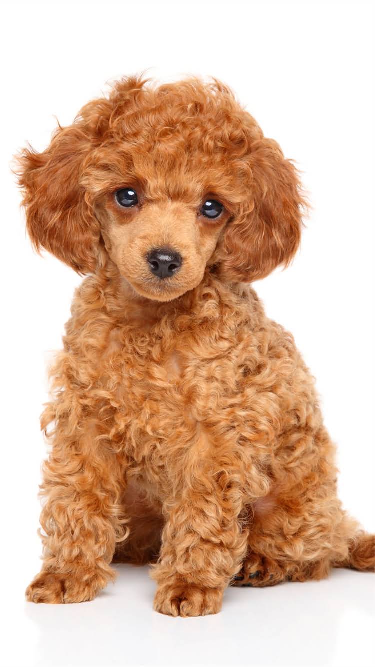 图片 🔥比瑞吉狗粮便便臭到离谱？3招教你选对粮+改善便便异味！1.jpg