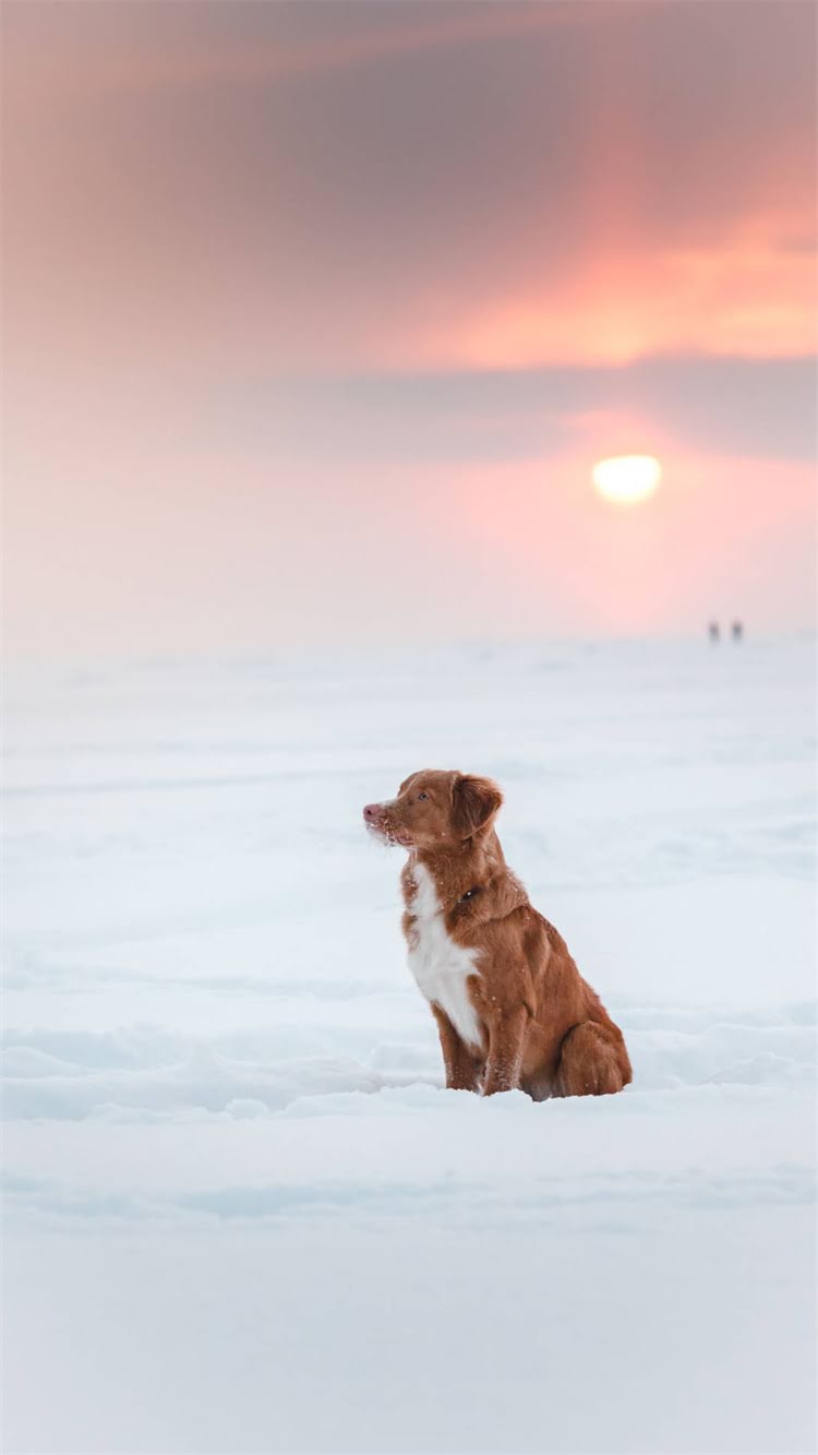 图片 🔥比瑞吉狗粮便便臭到离谱？3招教你选对粮+改善便便异味！2.jpg