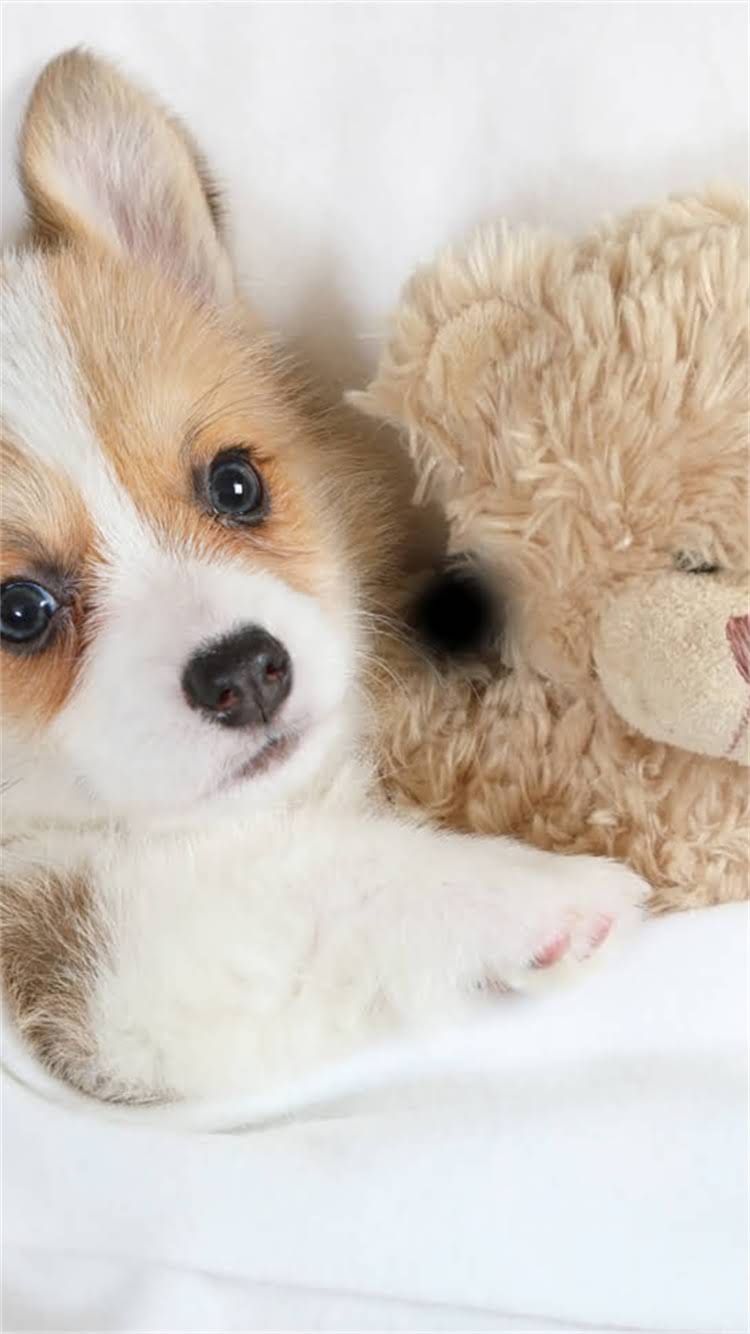 图片 🔥泰迪配种全攻略｜费用清单+避坑指南（附血统证书体检疫苗全流程）1.jpg