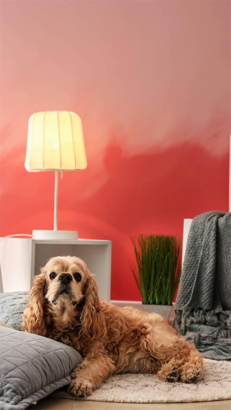 图片 🔥泰迪配种全攻略｜费用清单+避坑指南（附血统证书体检疫苗全流程）2.jpg