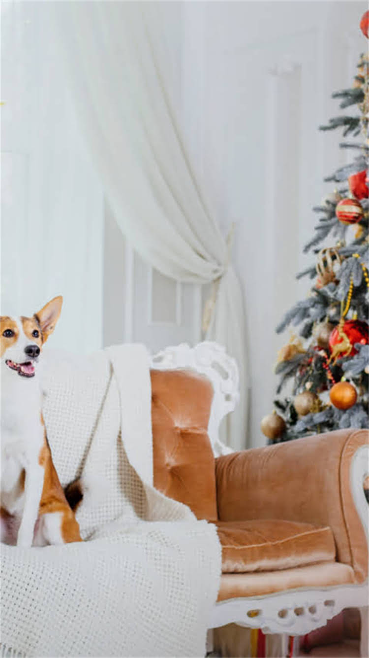 图片 🔥淮南雪纳瑞价格最新行情：幼犬成年犬多少钱？附选购避坑指南2.jpg