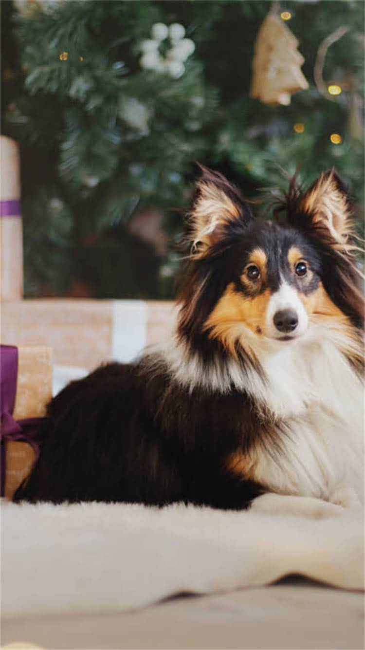 图片 🔥深圳狗狗训练基地全攻略｜养宠人必看！选对机构省下万元坑点.jpg