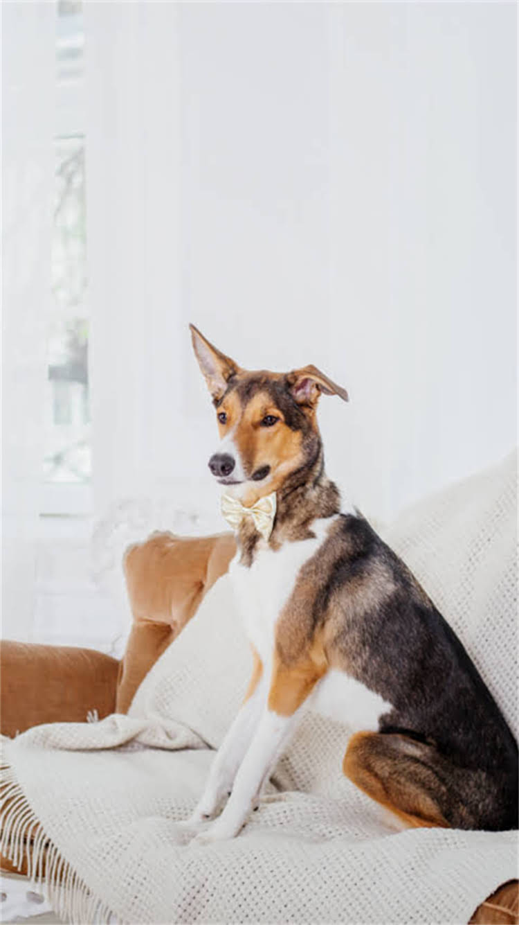 图片 🔥混血博美能养到多大？全攻略解答饲养误区与养护要点🔥.jpg