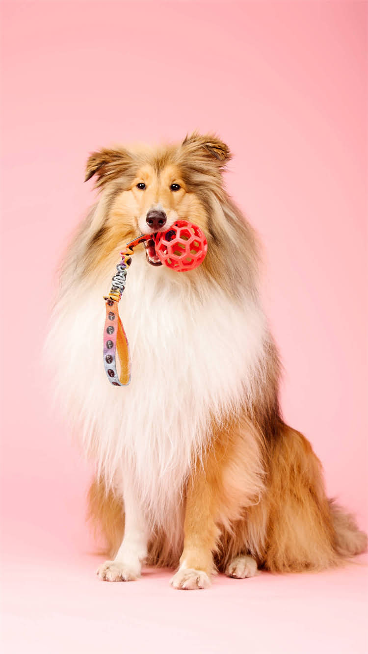 图片 🔥牡丹江雪纳瑞科学配种全攻略｜本地犬舍主分享5年繁殖经验✨.jpg