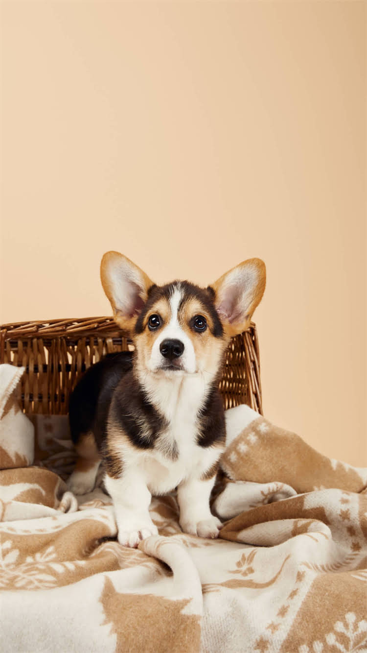 图片 🔥牡丹江雪纳瑞科学配种全攻略｜本地犬舍主分享5年繁殖经验✨2.jpg