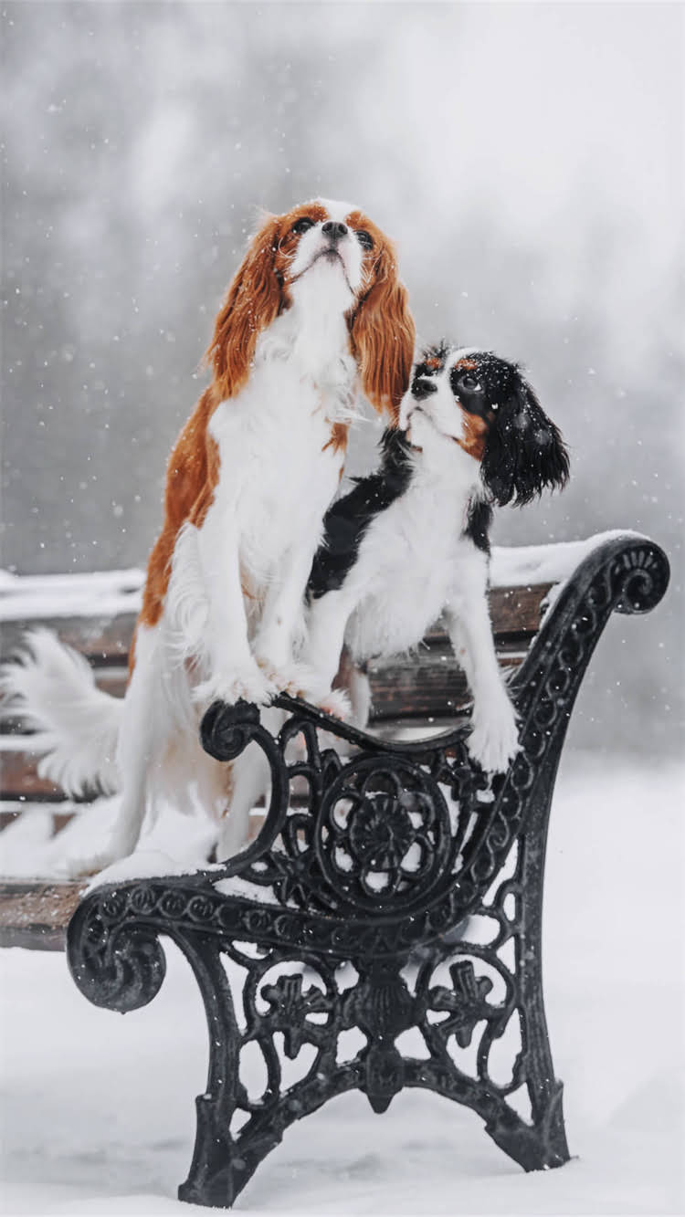 图片 🔥狗泪痕最有效狗粮推荐！7种成分+3大选购技巧，附品牌清单（附对比图）.jpg