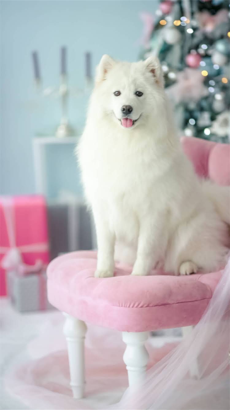 图片 🔥狗泪痕最有效狗粮推荐！7种成分+3大选购技巧，附品牌清单（附对比图）1.jpg