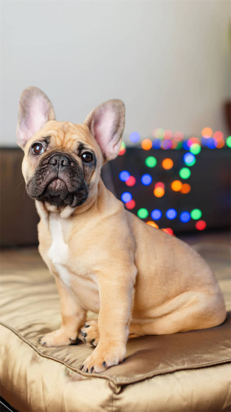 图片 🔥狗狗咬玩具哼哼竟在求救？拆解5大危险信号+科学应对指南🐾.jpg