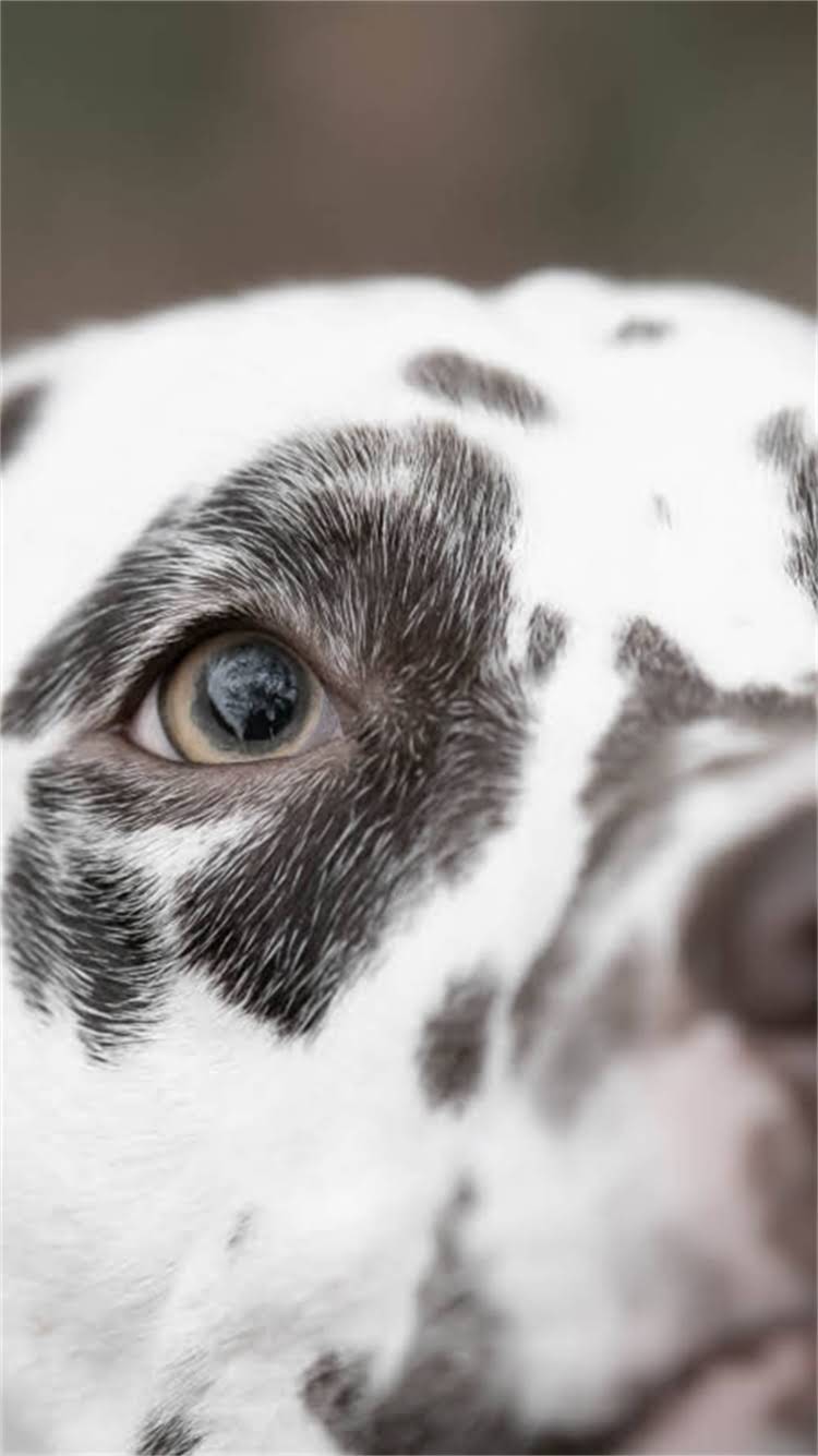 图片 🔥狗狗生完第一胎后多久能生第二胎？新手必看科学养狗指南1.jpg