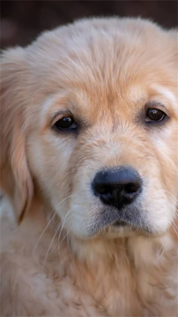 图片 🔥猫咪偷吃狗粮怎么办？3步教你安全纠错+营养补全指南！🐾1.jpg