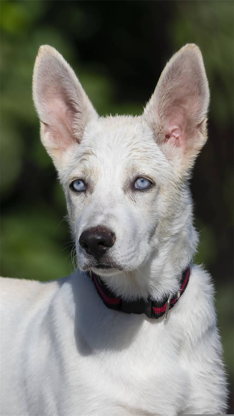 图片 🔥猫咪绝育后护理全攻略：云南白药真的有用吗？🐾.jpg