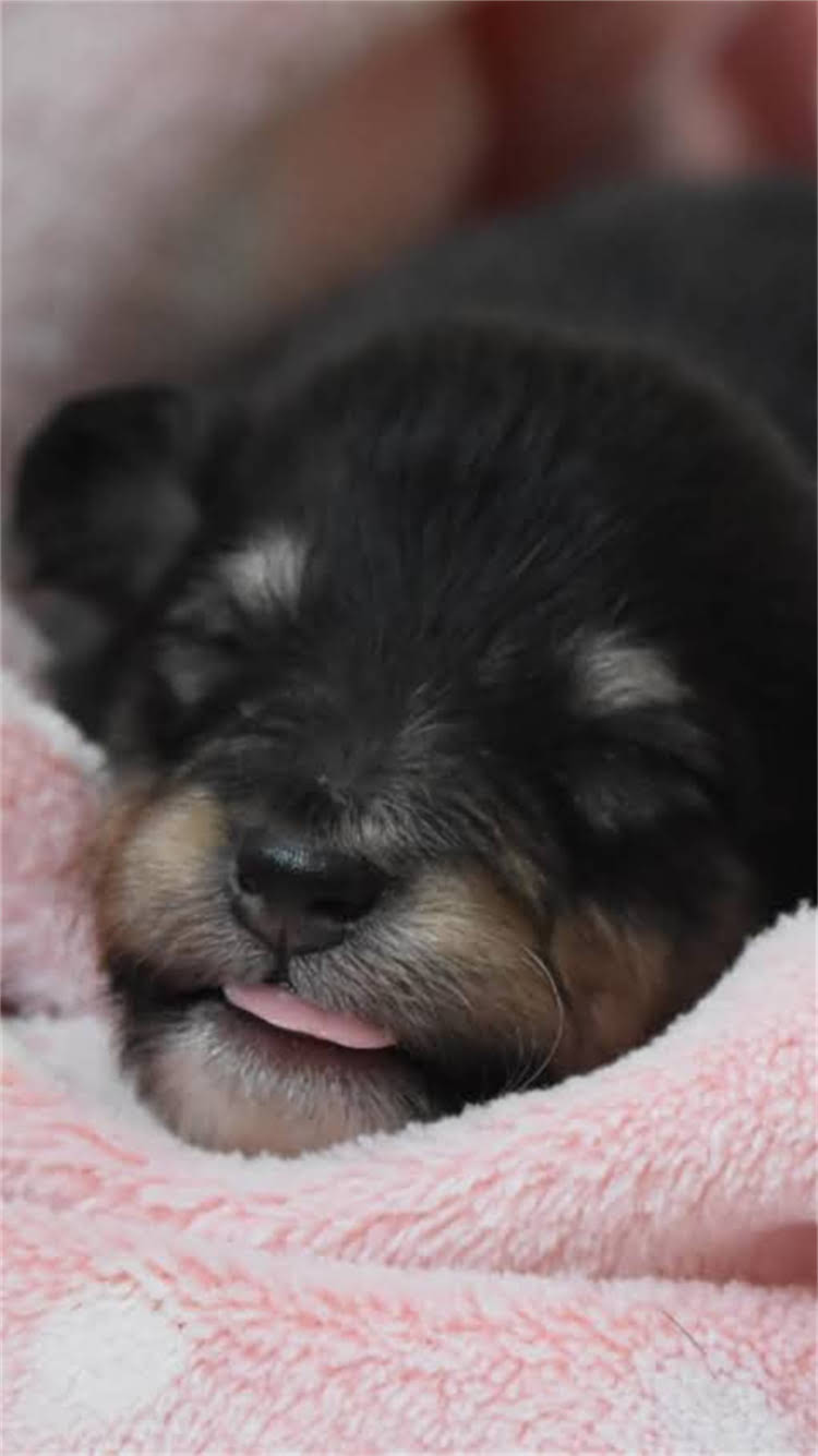 图片 🔥猫咪绝育后护理全攻略：云南白药真的有用吗？🐾2.jpg