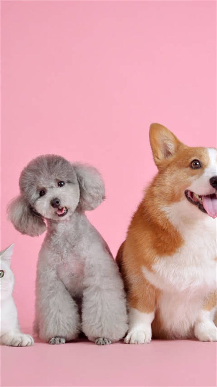 图片 🔥白博美VS黄博美：哪种更招人稀罕？全攻略养宠人必看！.jpg