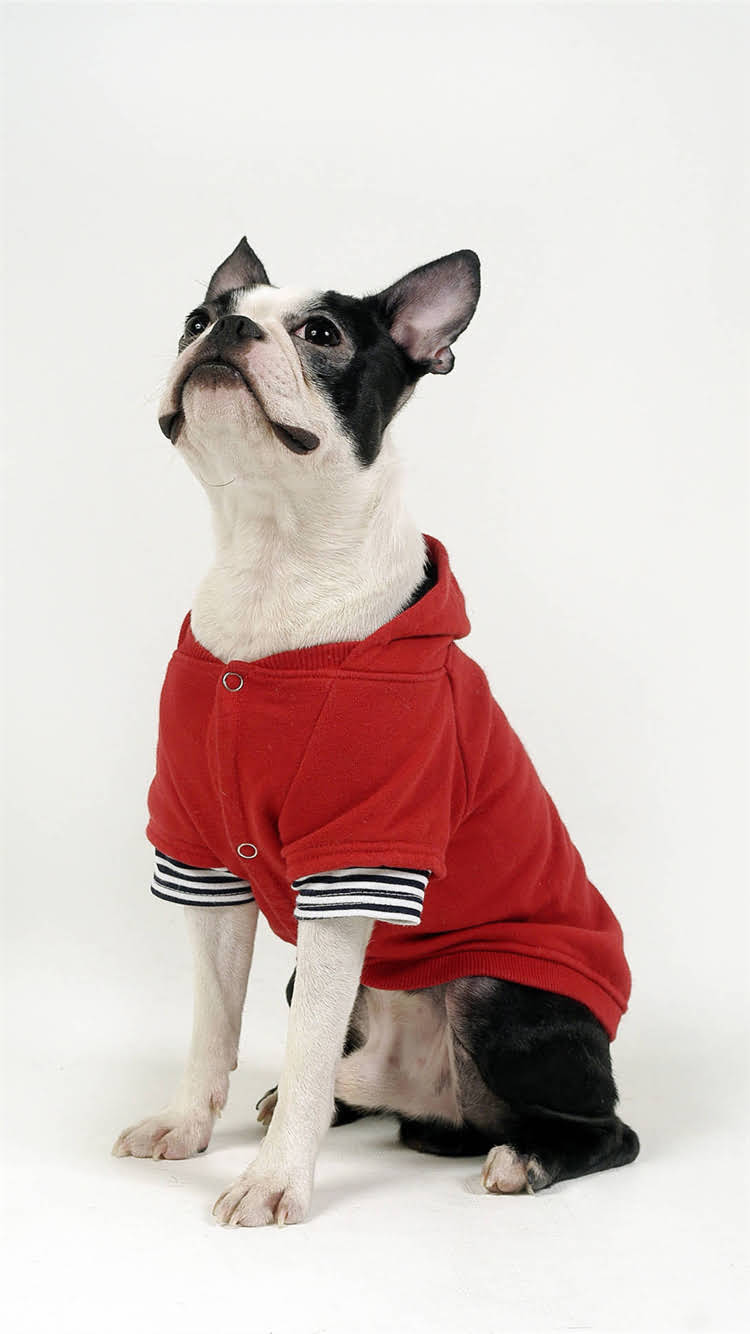 图片 🔥红贵宾VS棕贵宾价格大！看完这篇不交智商税了！1.jpg