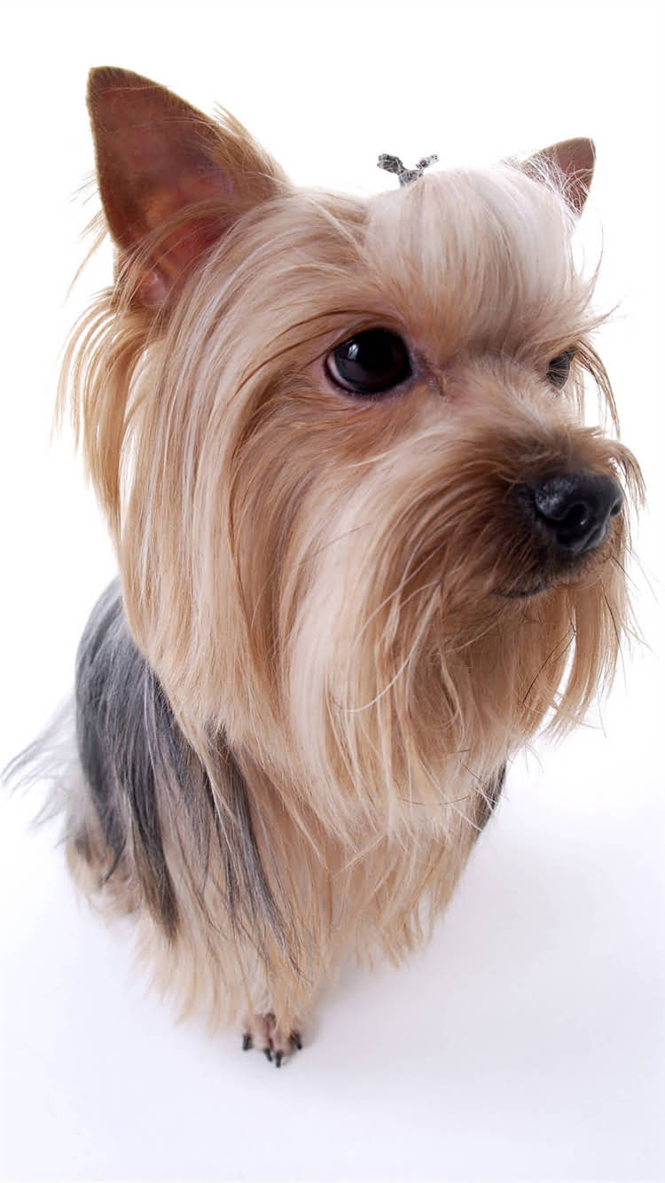 图片 🔥纯种京巴犬颜色全！京巴犬常见毛色特征及养护指南（附对比图）.jpg