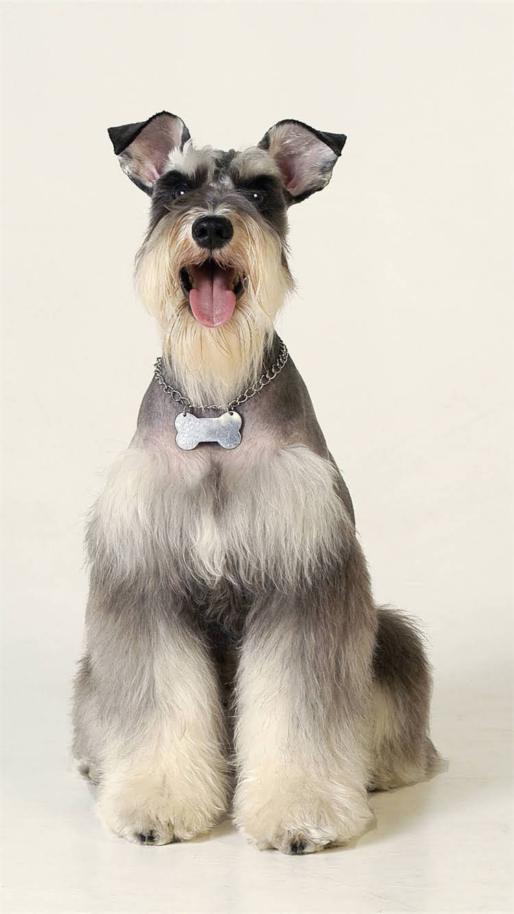 图片 🔥纯种京巴犬颜色全！京巴犬常见毛色特征及养护指南（附对比图）1.jpg