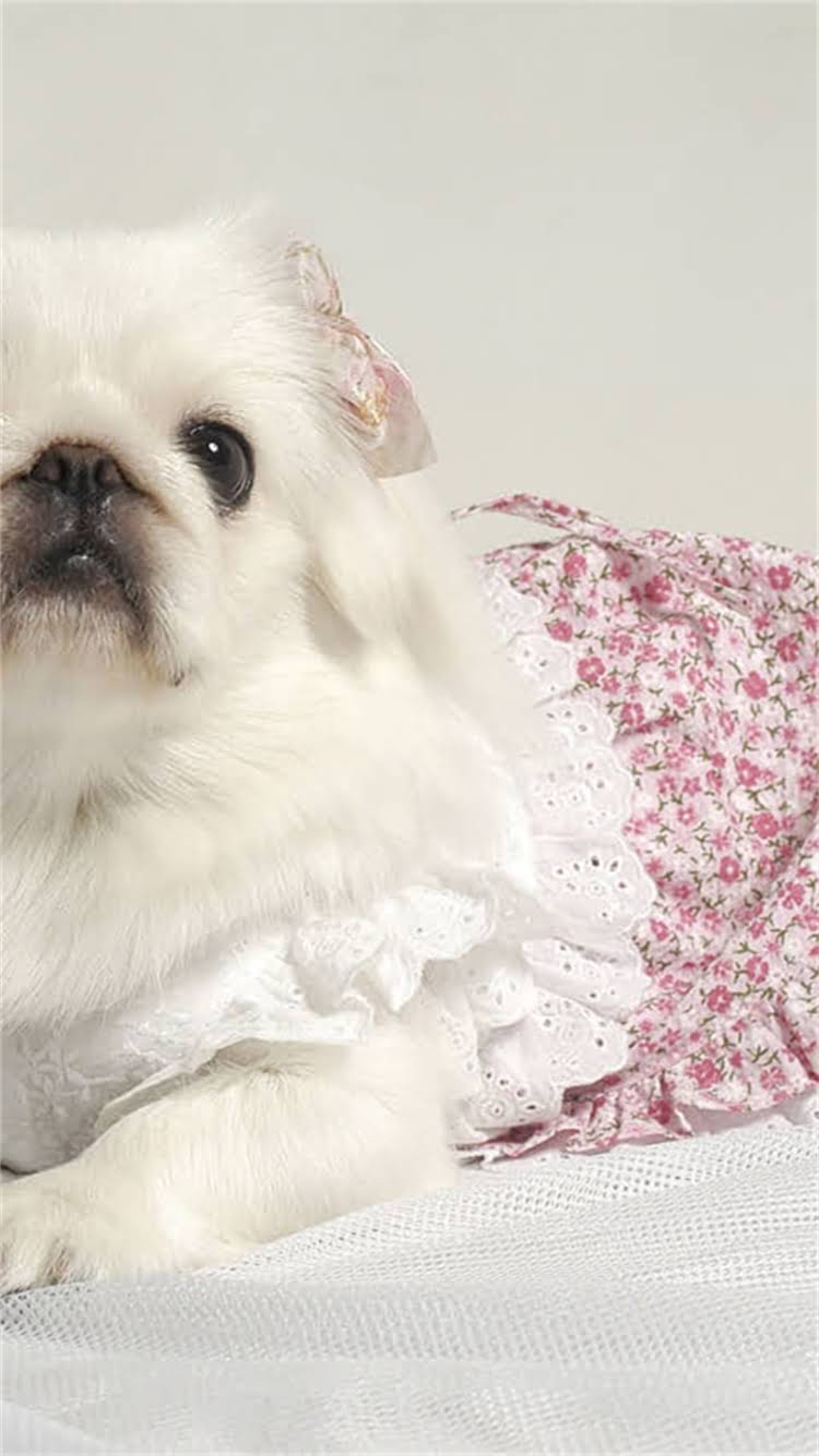 图片 🔥纯种哈士奇优缺点！养宠前必看的5大好处和注意事项（附对比图）1.jpg