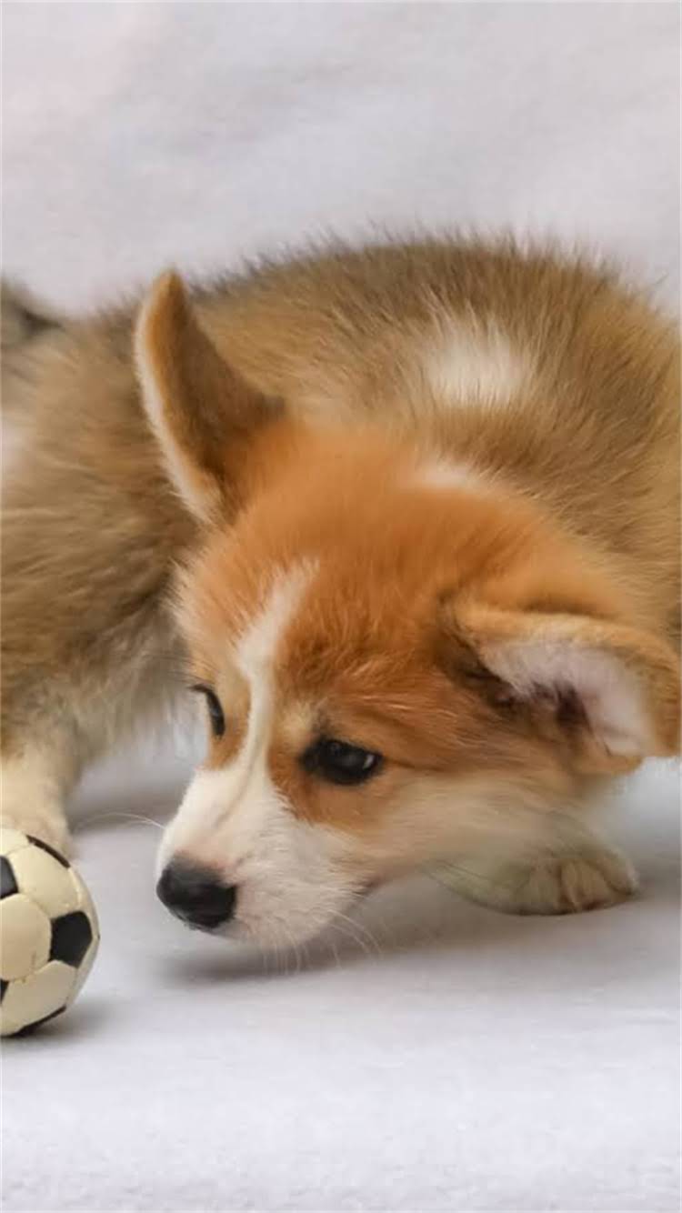 图片 🔥纯种哈士奇特征全｜养狗前必看的5大判断标准（附避坑指南）🐾1.jpg