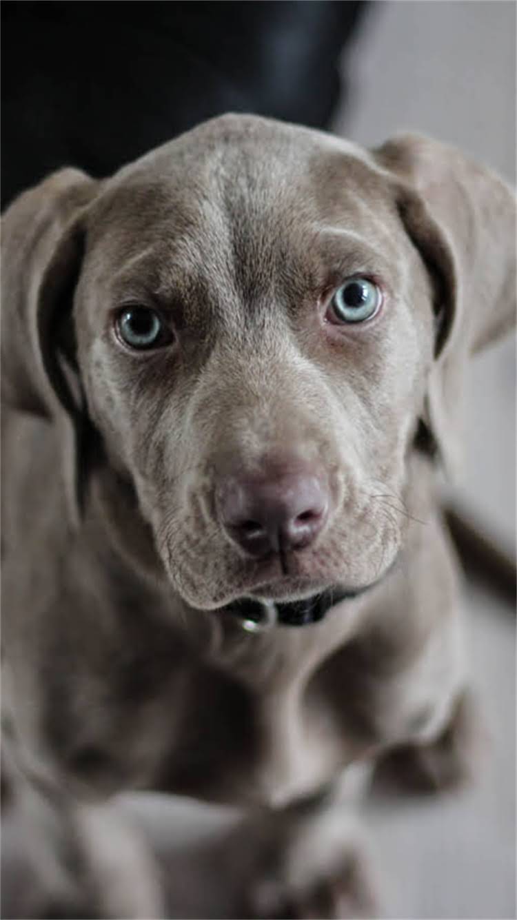 图片 🔥纯种大藏獒叫声全｜品种特性+训练干货+避坑指南（附音效对比）.jpg