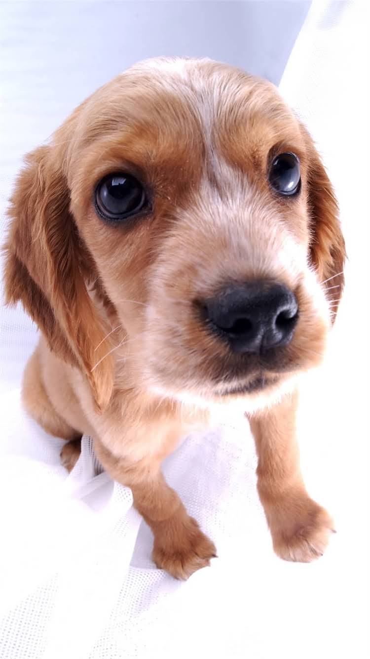 图片 🔥纯种大藏獒叫声全｜品种特性+训练干货+避坑指南（附音效对比）1.jpg