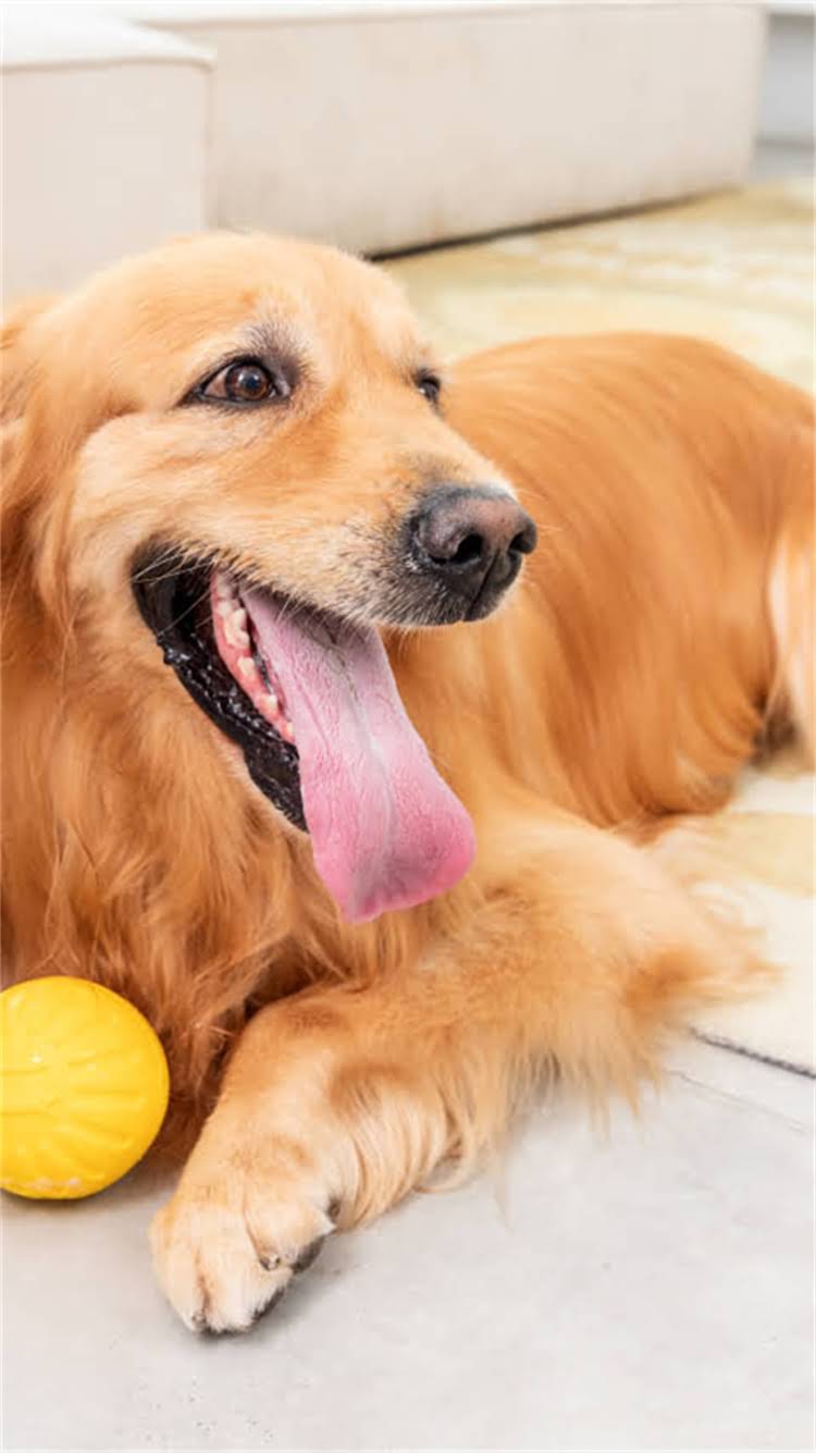 图片 🔥纯种英短蓝猫养护全攻略｜新手必看科学喂养+健康养护指南🐾.jpg