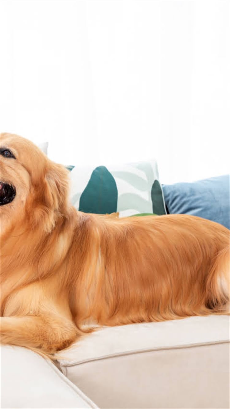 图片 🔥纯种英短蓝猫养护全攻略｜新手必看科学喂养+健康养护指南🐾1.jpg