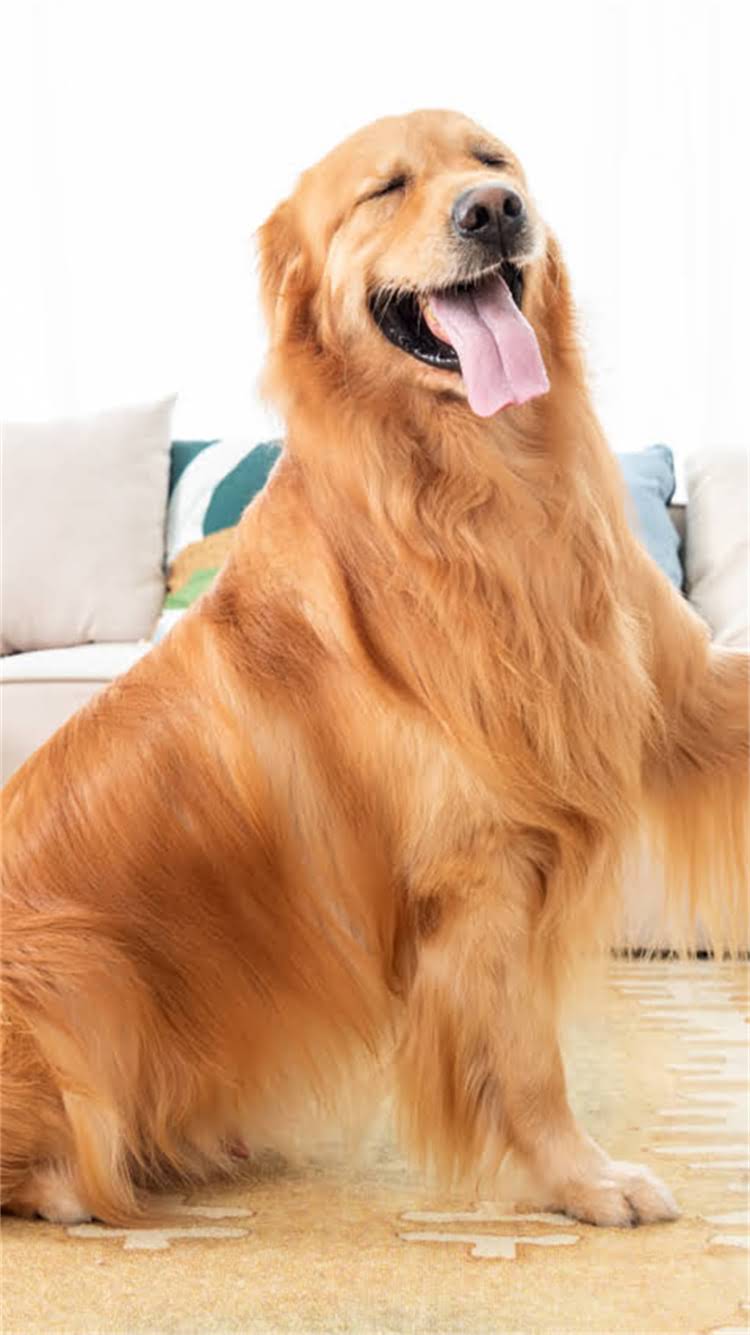 图片 🔥纯种英短蓝猫养护全攻略｜新手必看科学喂养+健康养护指南🐾2.jpg