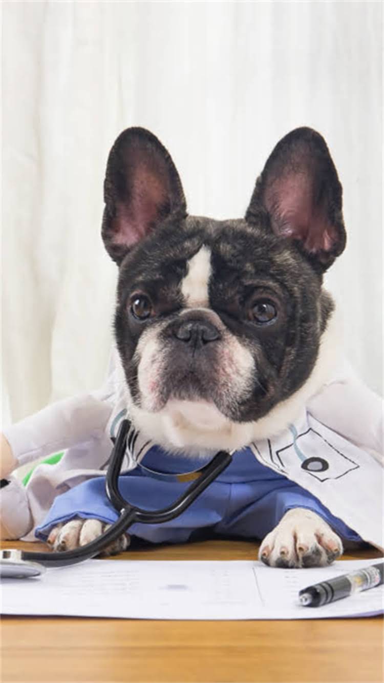 图片 🔥纯种藏獒舌头颜色全｜如何辨别真假藏獒舌头特征及饲养注意事项🐾.jpg