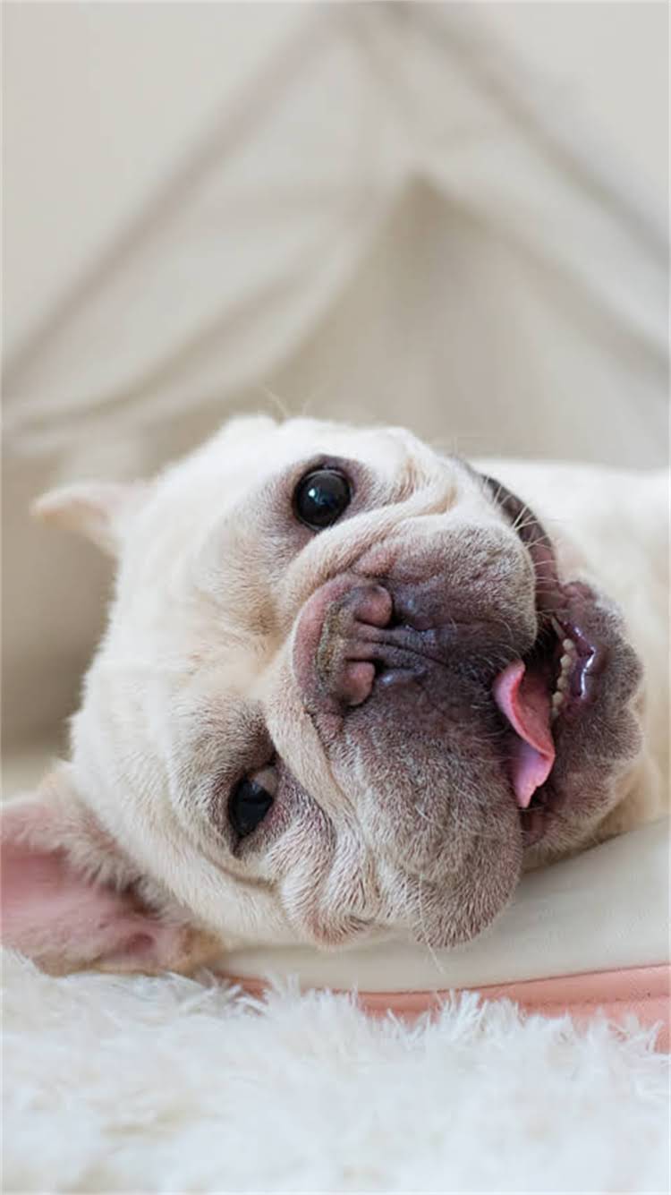 图片 🔥纯种金毛哪里买？资深犬舍主公开盘选购指南+避坑避雷全攻略🐾1.jpg